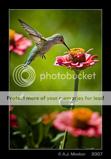 Meeker_Hummingbird.jpg