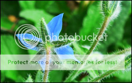 blueflower.jpg