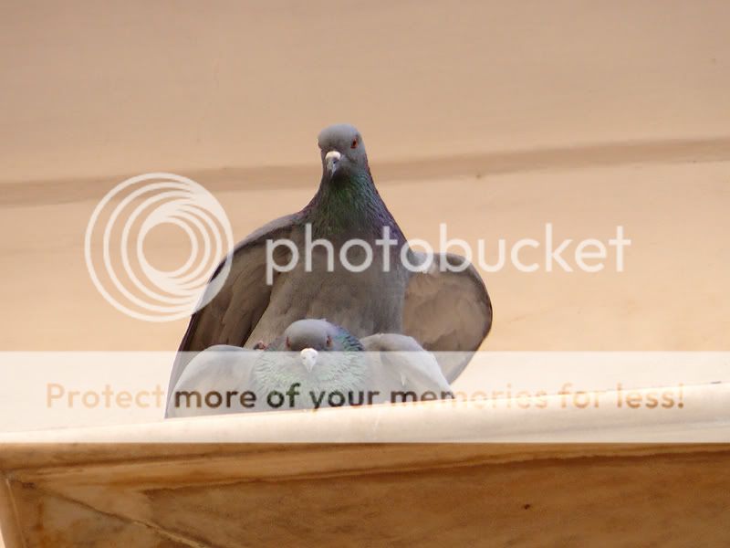 PigeonLoveAffair2.jpg