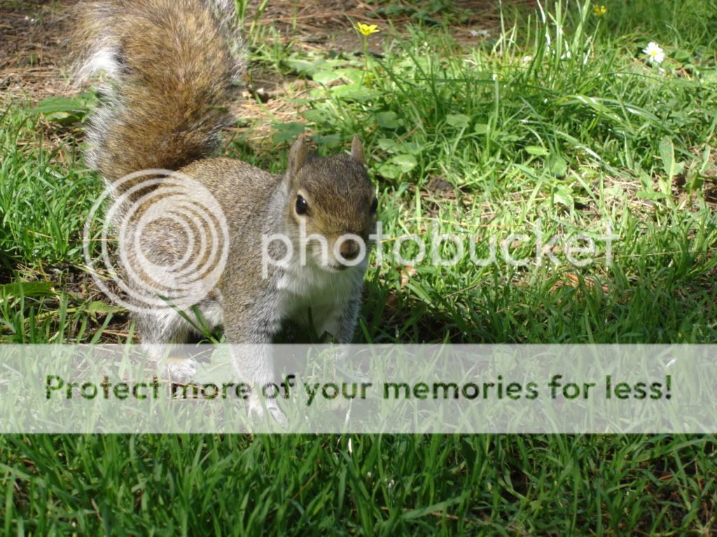 squirrells004.jpg