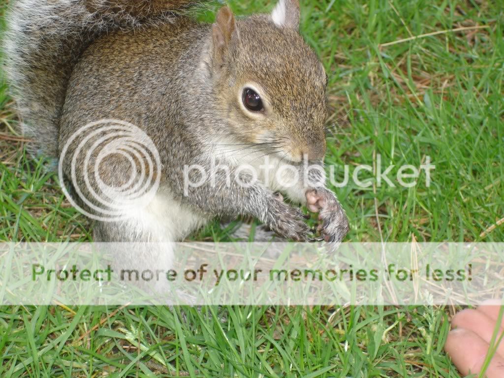 squirrells014.jpg