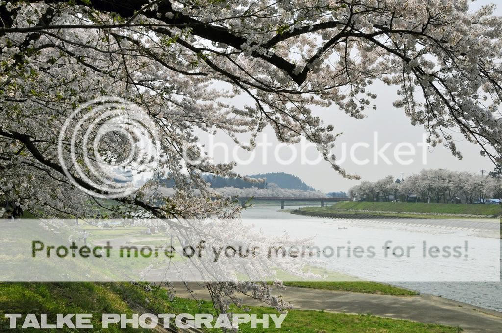 CherryBlossoms2.jpg