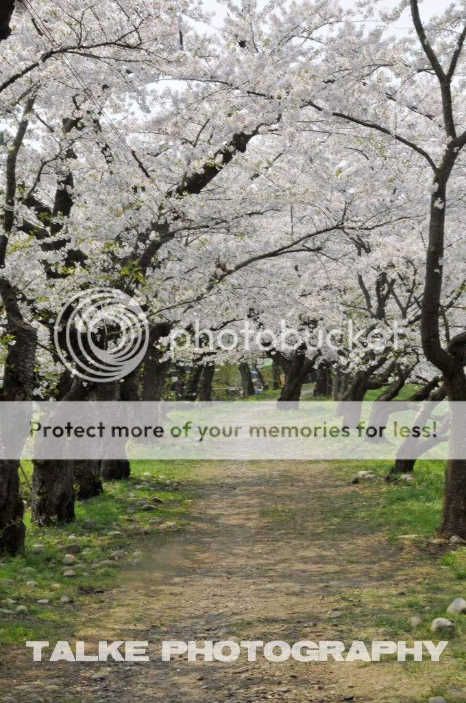 CherryBlossomsWatermark.jpg