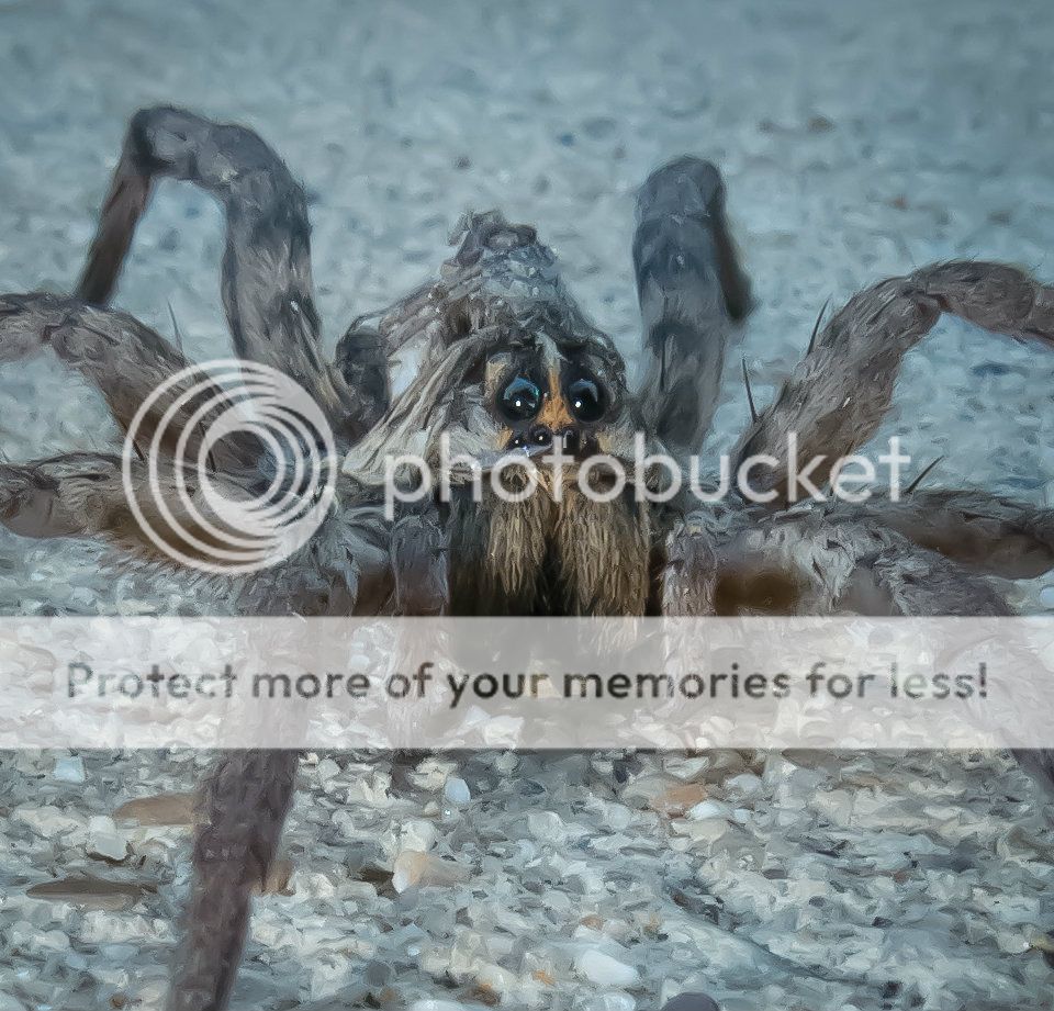 GorillaSpider092212-1_zpsb3627ab2.jpg