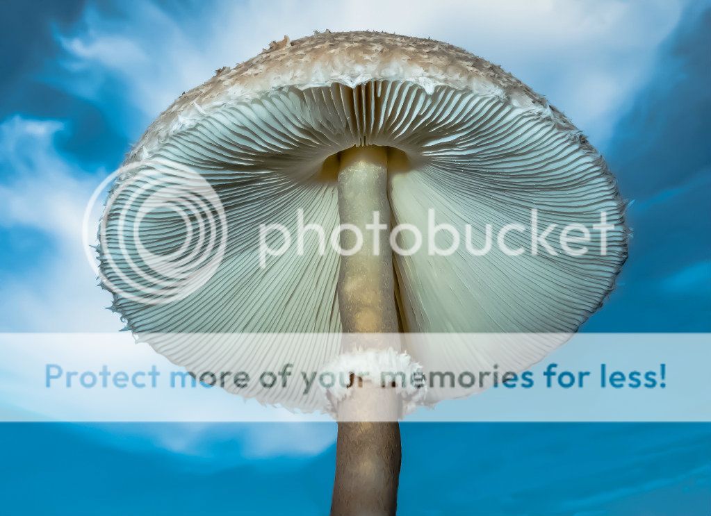 MushroominBlueSky091512-1.jpg