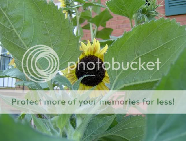 stormandsunflower007.jpg