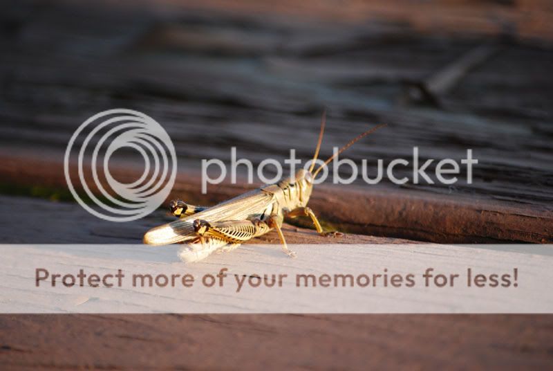 grasshopper-JPEG-2.jpg