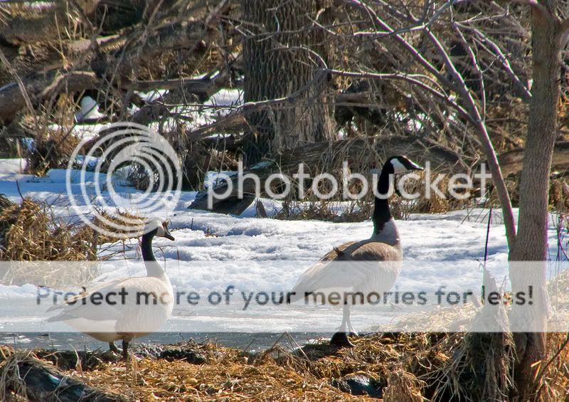 geese2-1.jpg