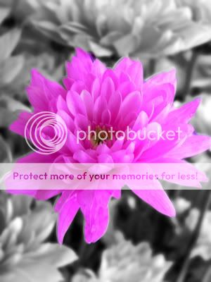 flowers-sc.jpg