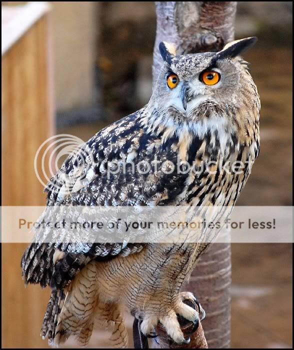 Owl02a.jpg