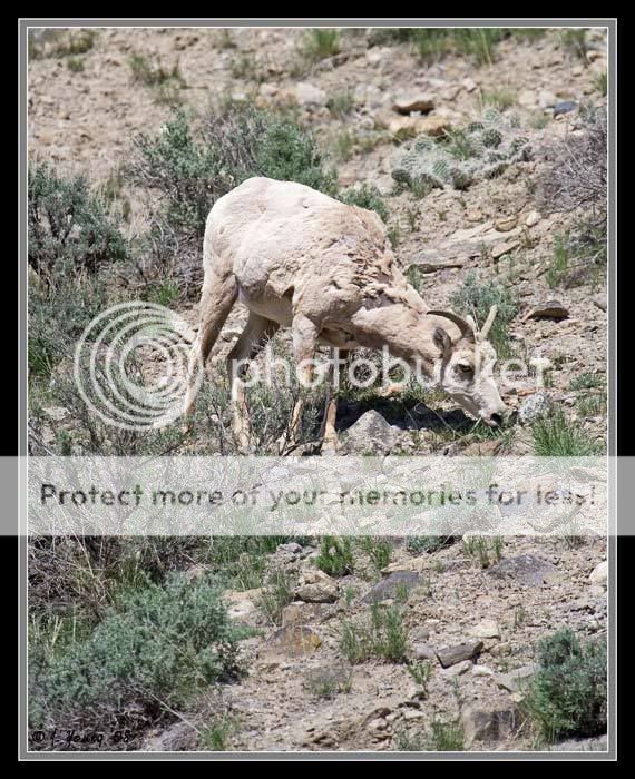 Bighorn-ewe.jpg