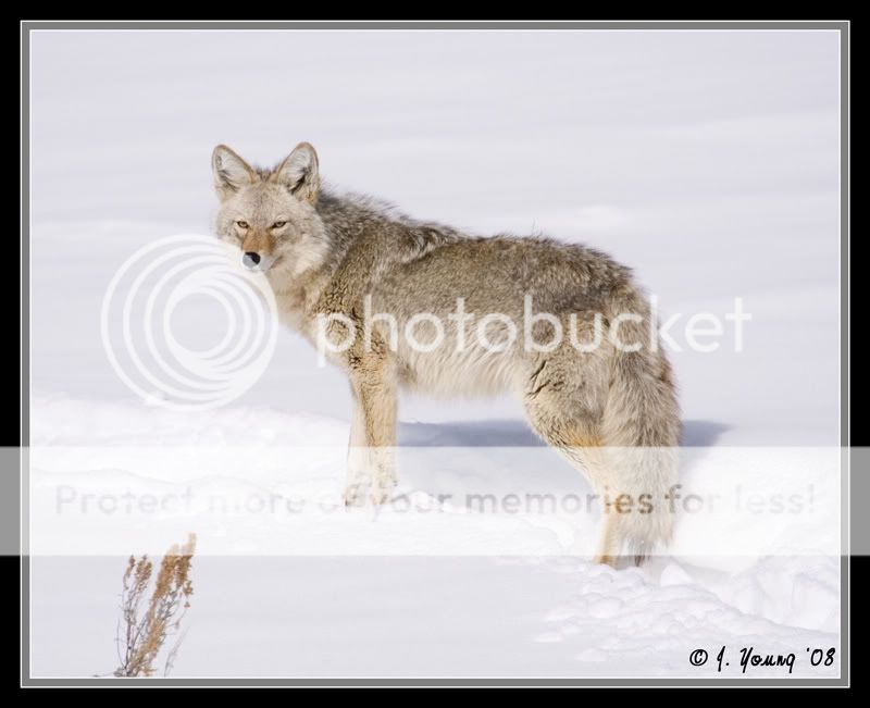 Coyote-022208-1.jpg