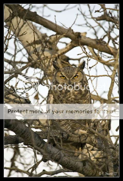 Great-horned-owl-1.jpg