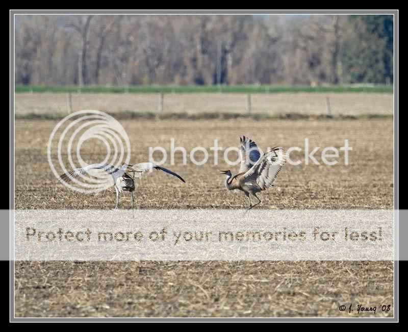 Sandhill-Cranes-Dancing-2.jpg