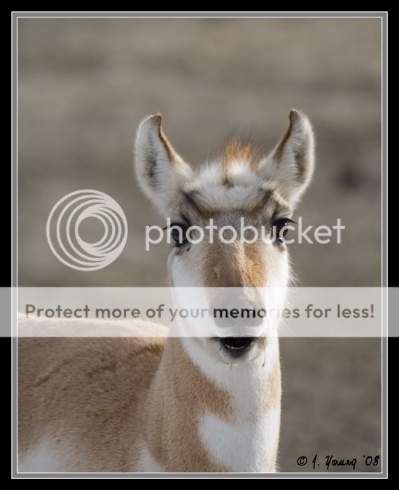 antelope-closeup-022208-2.jpg