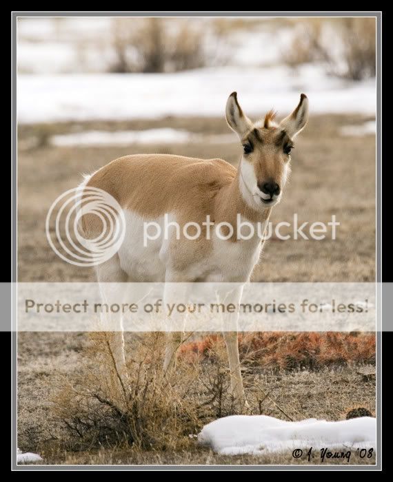 antelope-doe-022208---1.jpg