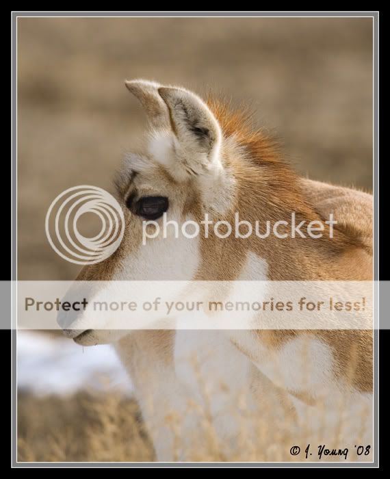 antelope-doe-022208---2.jpg