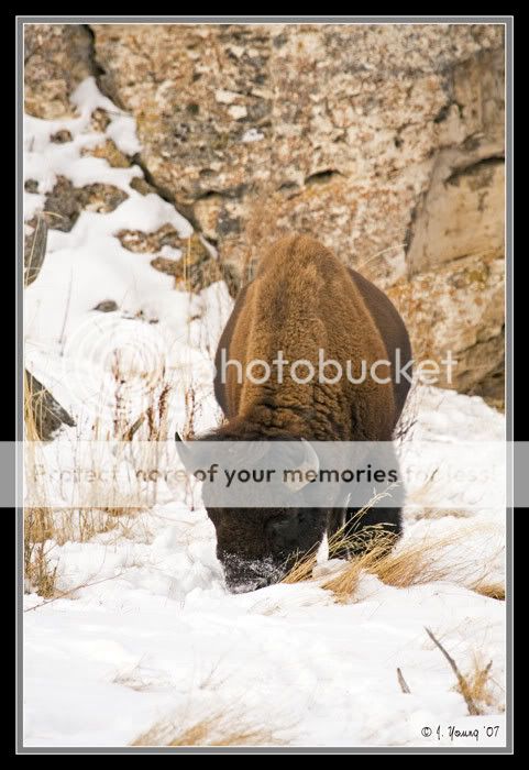 bison-121407-2.jpg