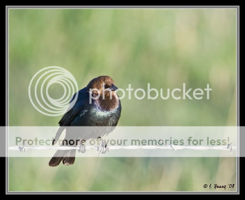 brown-headed-cowbird.jpg