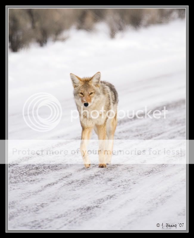 coyote-121407-6.jpg