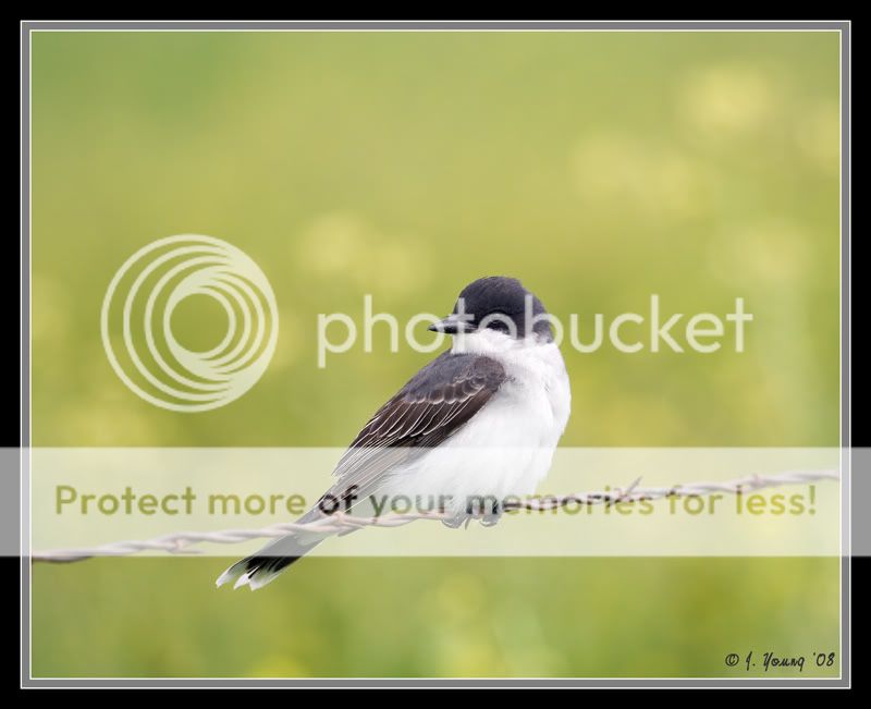 eastern-kingbird.jpg