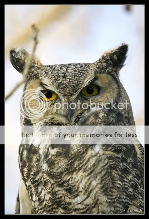 great-horned-owl-5.jpg
