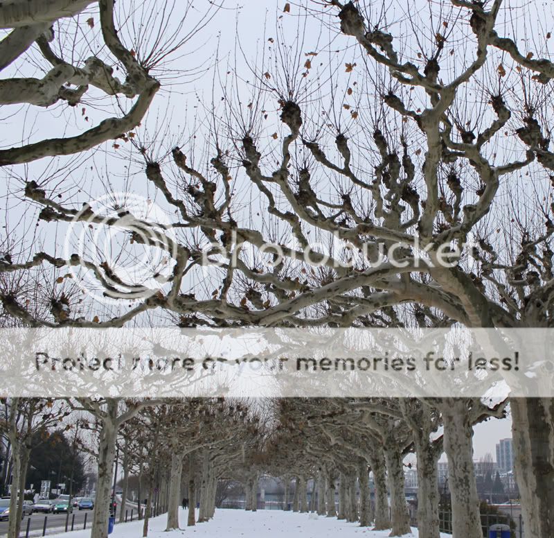 SnowySkytrhoughthebranches-FrankfurtAmMain.jpg