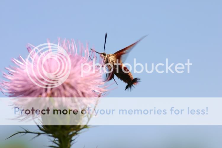 hummingbirdmoth.jpg