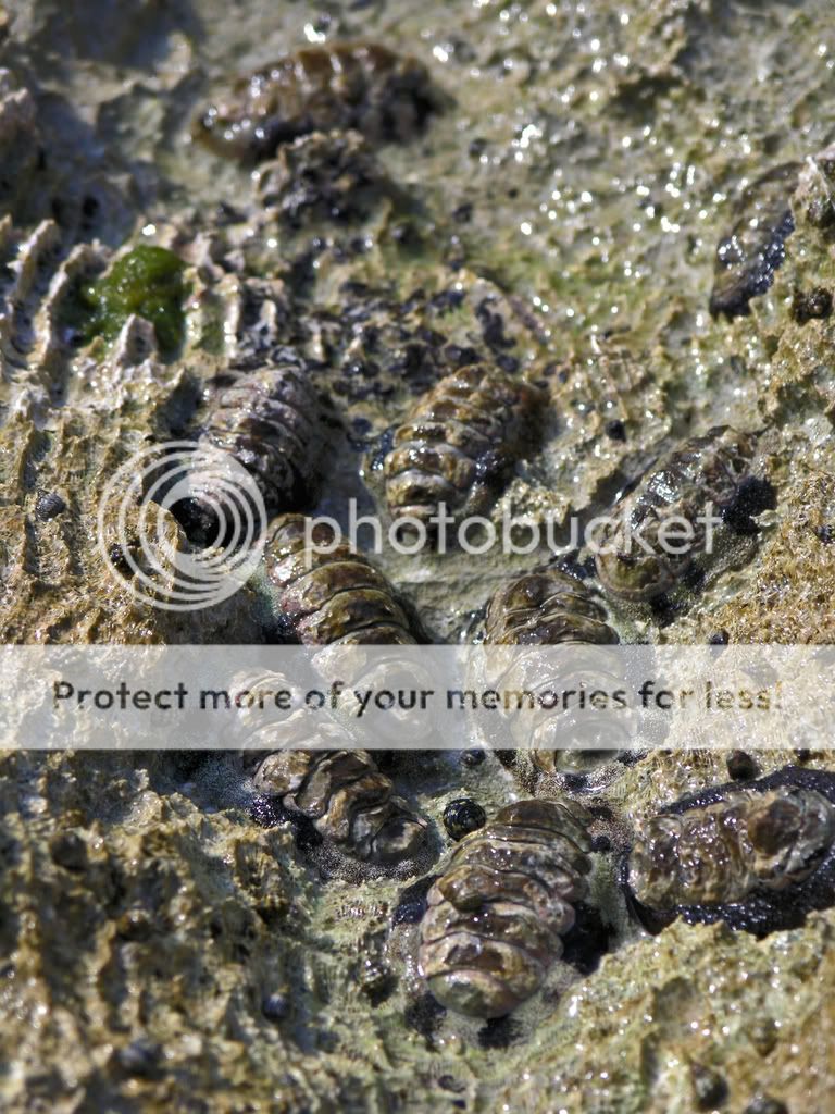 Mollusks.jpg