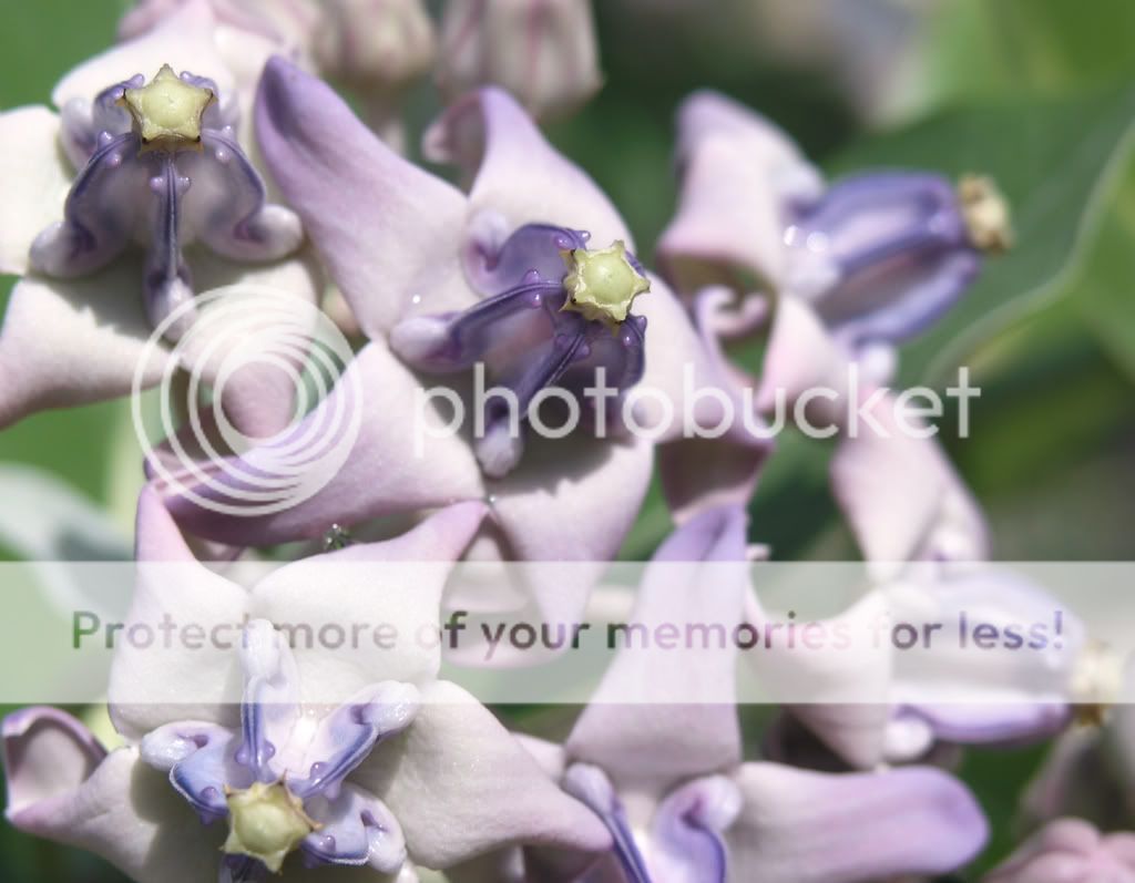 PurpleFlowers.jpg