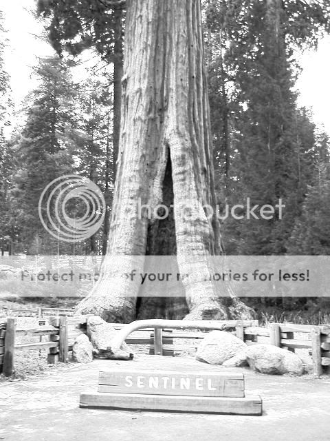 redwoodsblackwhite.jpg