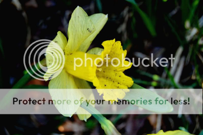 daffodill.jpg