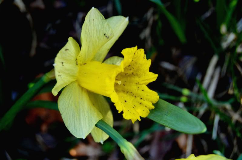 daffodill.jpg