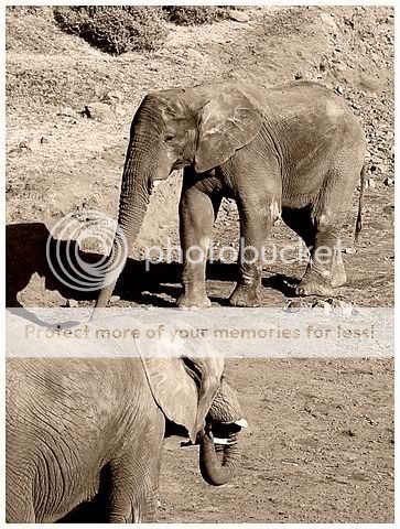 elephant640x480.jpg