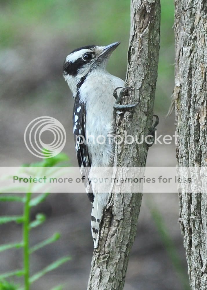 DownyWoodpecker9279resized.jpg