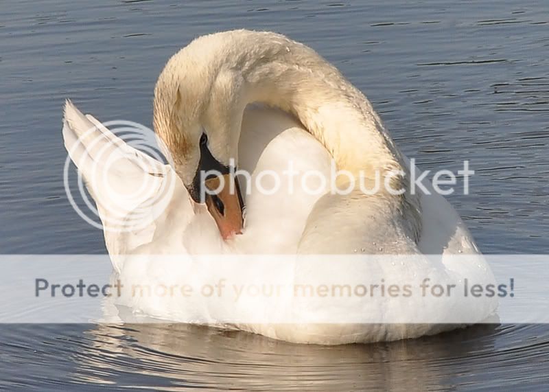 Swan1bresized.jpg