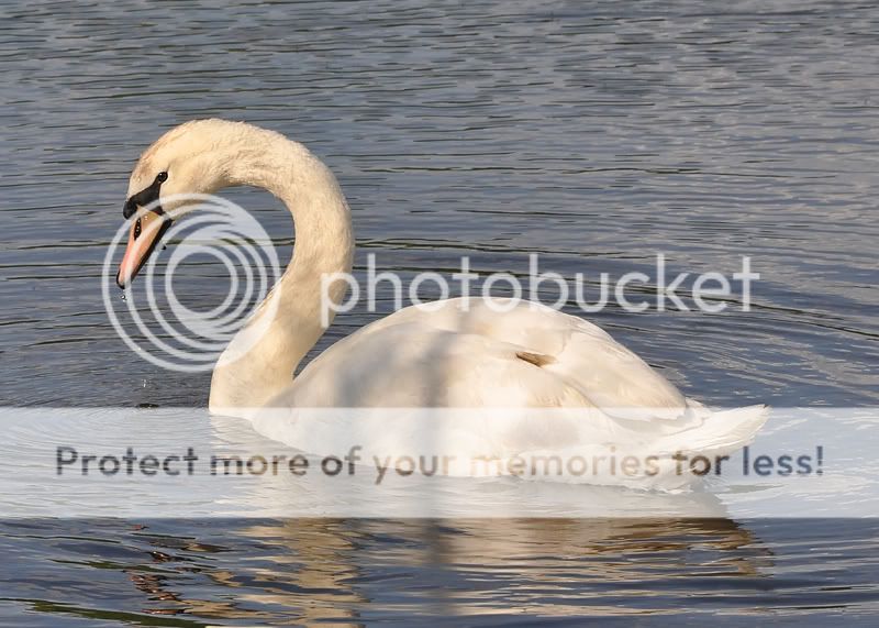 Swan2resized.jpg