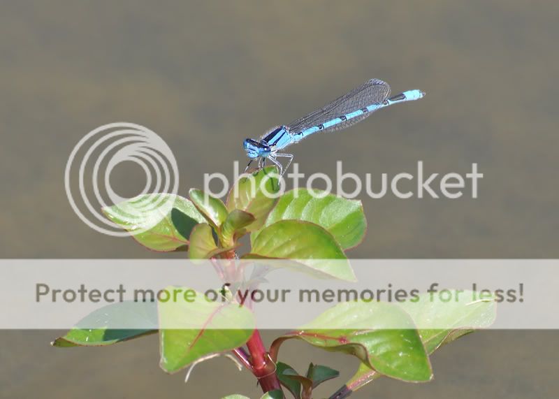 Damselfly4210resized.jpg