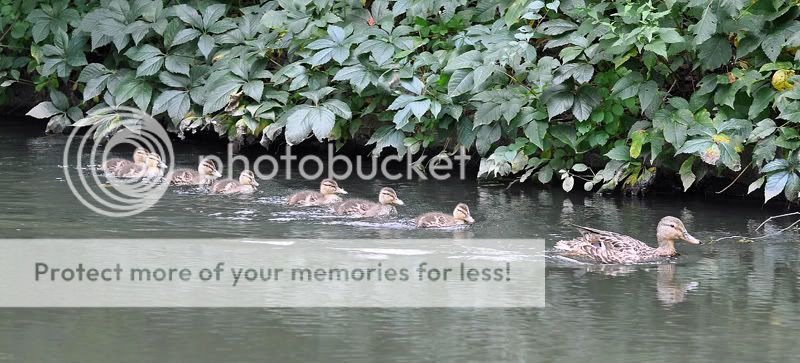 Duckfamily5034resized.jpg