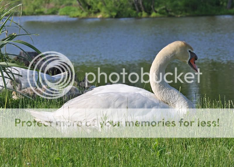 Swans0539resized.jpg
