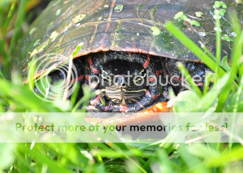 Turtleresized.jpg