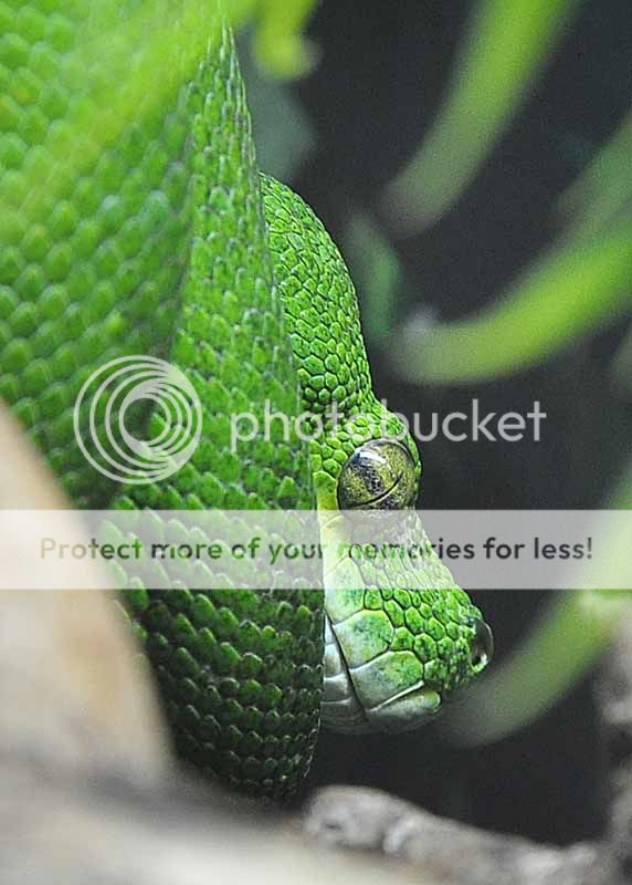 GreenSnake1aresized.jpg