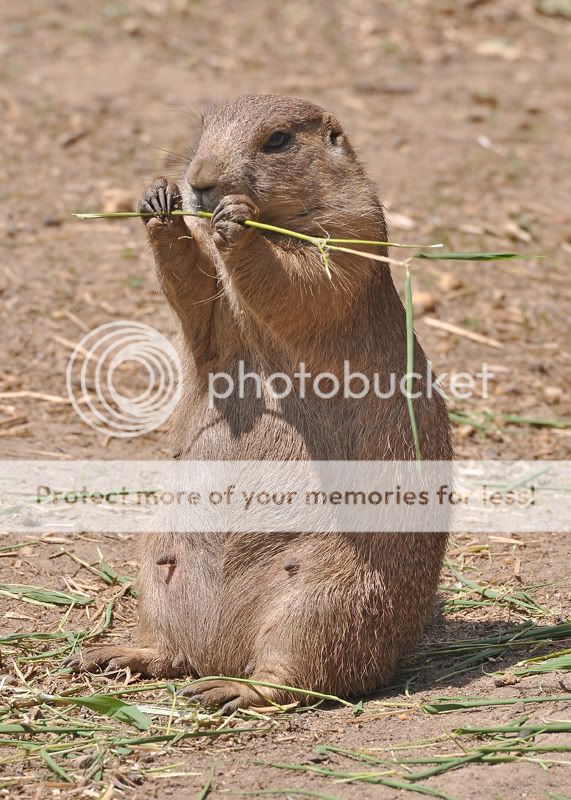 PrairieDog1bresized.jpg