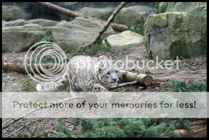 StalkingSnowLeopard3.jpg