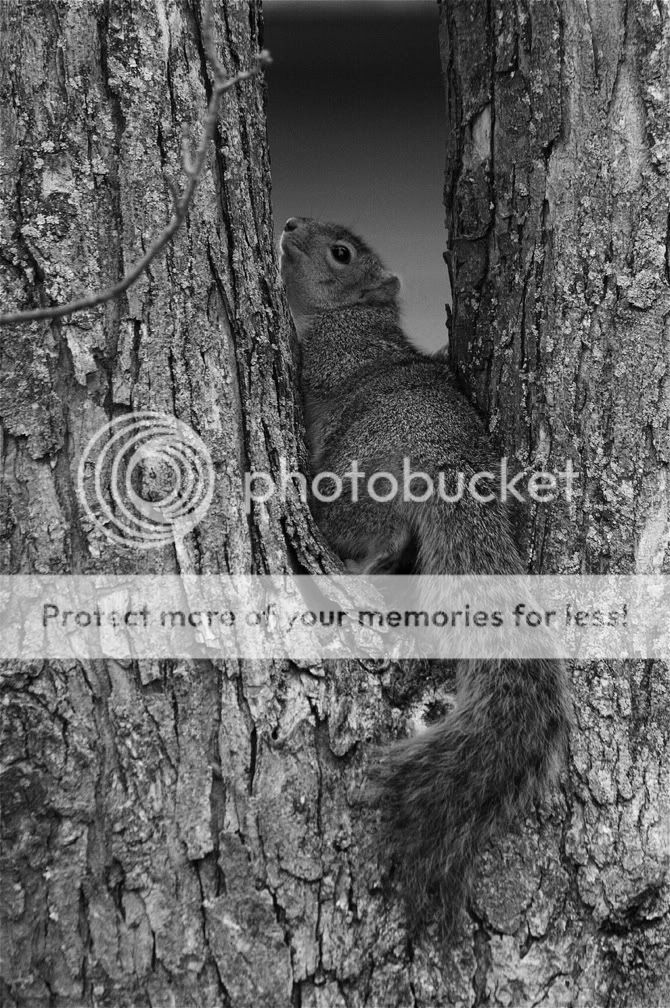 Squirreltree2.jpg