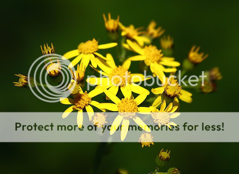 YellowFlowers2.jpg