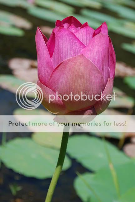 LOTUS9_0220.jpg