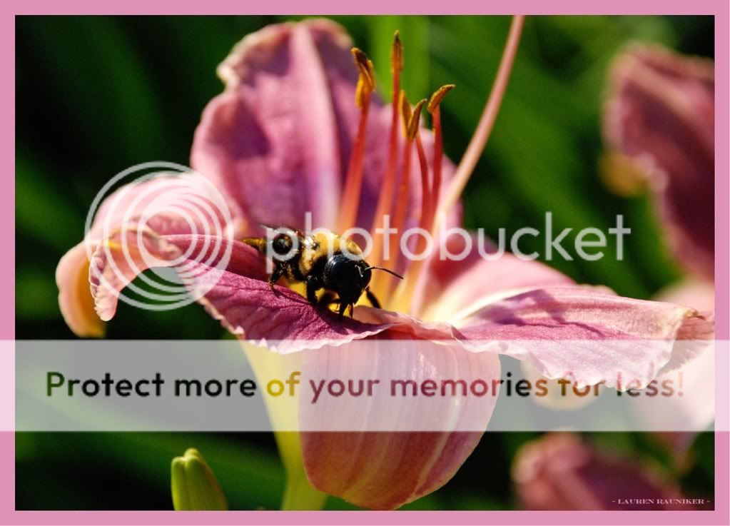 BumbleBeeonaPinkDaylily1212x873.jpg