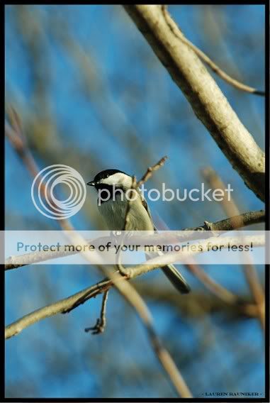 Chickadee.jpg