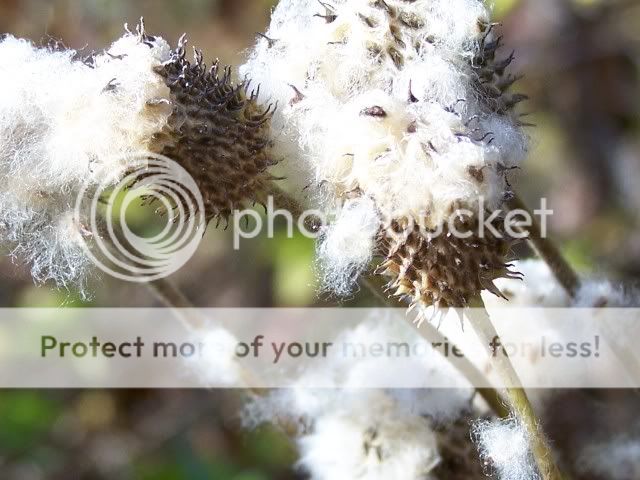 100_3973fluffyweeds.jpg